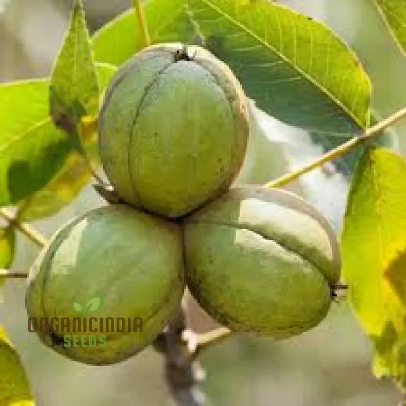 Shagbark Tree Seeds 45pcs, Premium 45pcs Shagbark Seeds, High-Quality 45pcs Shagbark Tree Seeds, Non-GMO Shagbark Seeds