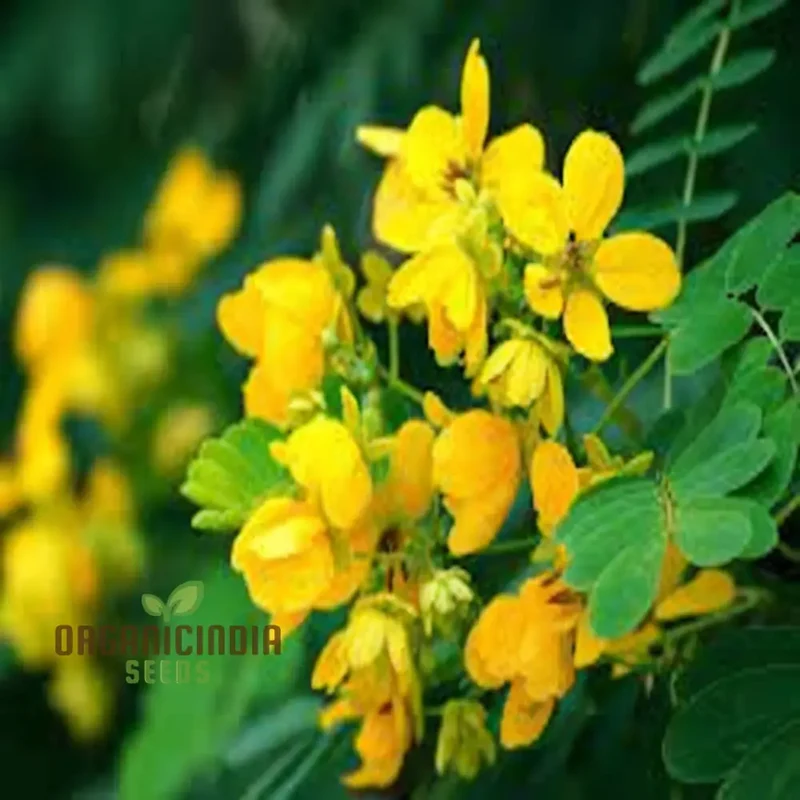 Premium Cassia Occidentalis Flower Seeds – Exotic Yellow Blooms for Garden Beds, Pathway Borders, Outdoor Landscapes & Decorative Displays