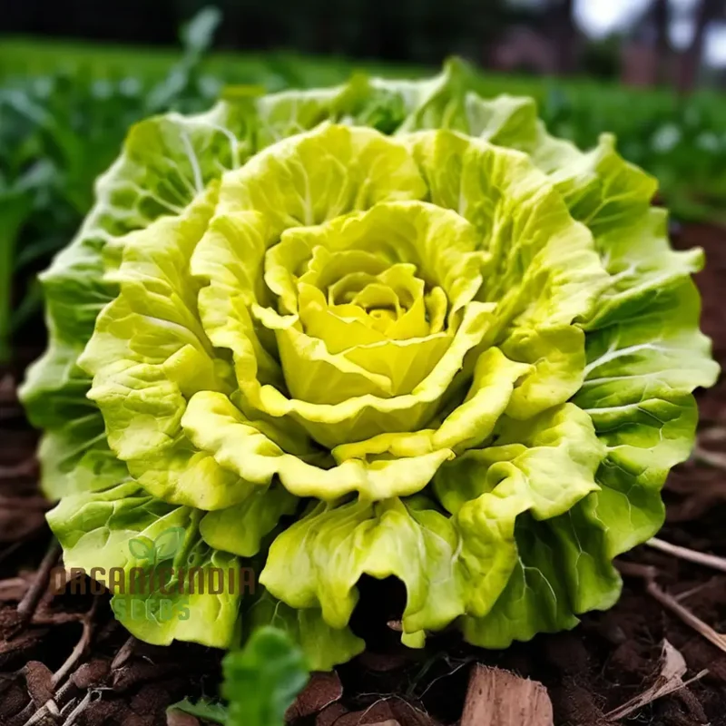 Golden Heart Curly Endive Chicory Seeds – Heirloom, Premium Quality Seeds for Salad & Herb Gardens