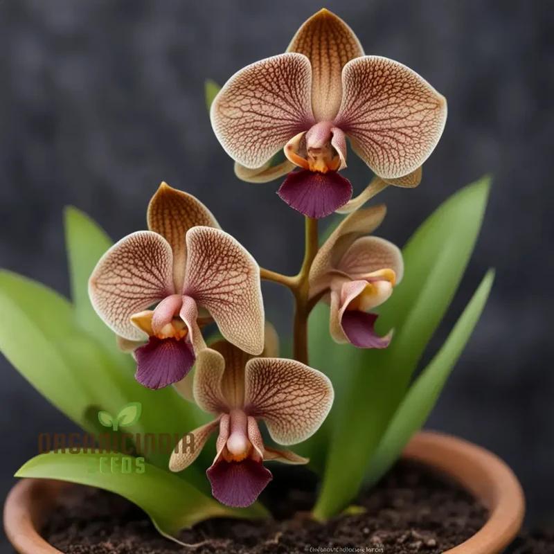 Unique Brown Dracula Flower Seeds - Add Intrigue to Your Garden with These Rare Blooms for Flower Planting and Gardening