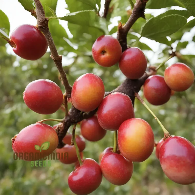 Cherry Plum Fruit Seeds for Planting, Elevate Your Gardening with Premium Fruit Seeds