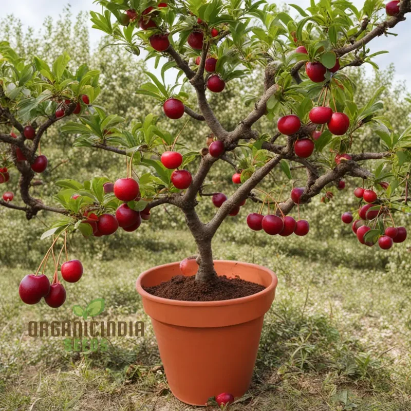 Cherry Plum Fruit Seeds for Planting, Elevate Your Gardening with Premium Fruit Seeds