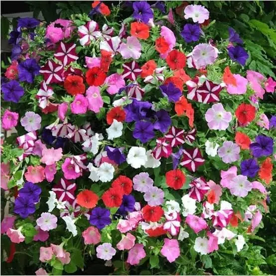 Premium Petunia Seeds – Colorful Blooms for Garden & Container Planting
