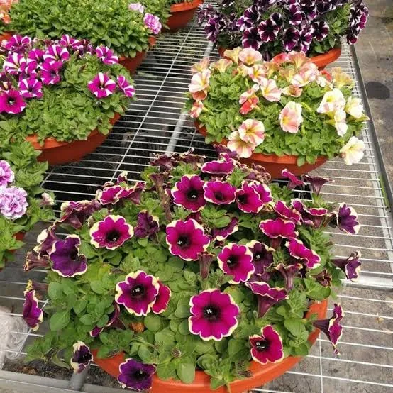 Premium Petunia Seeds – Colorful Blooms for Garden & Container Planting
