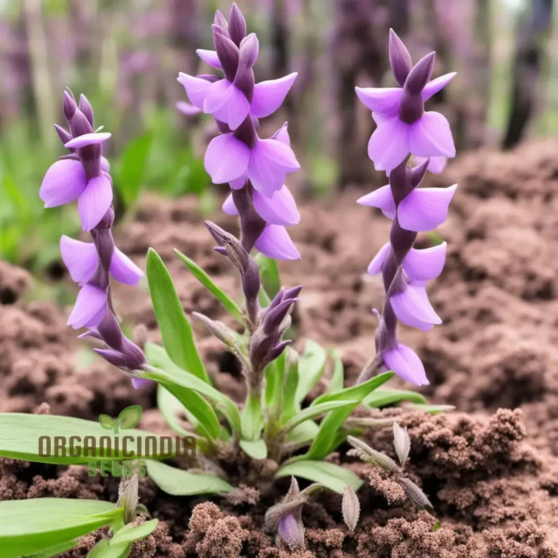 Purple Beardtongue Flower Seeds - Striking Blooms for Pollinator-Friendly Gardens