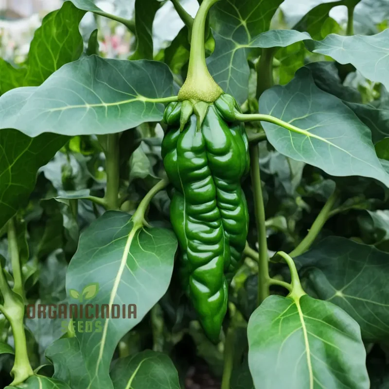 Thai Dragon Heirloom Chili Pepper Seeds, High-quality Pepper Seeds For Planting