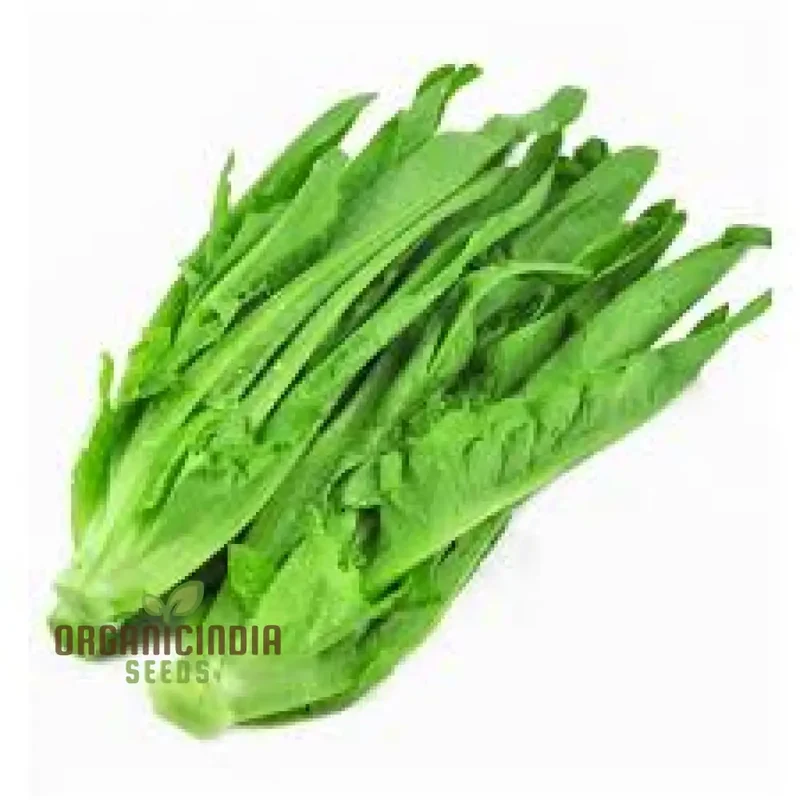 Green Yau Mak Choiplant Seeds for Planting