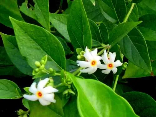 Coral Jasmine Flower Seeds – Fragrant Tropical Blooms for Garden Planting