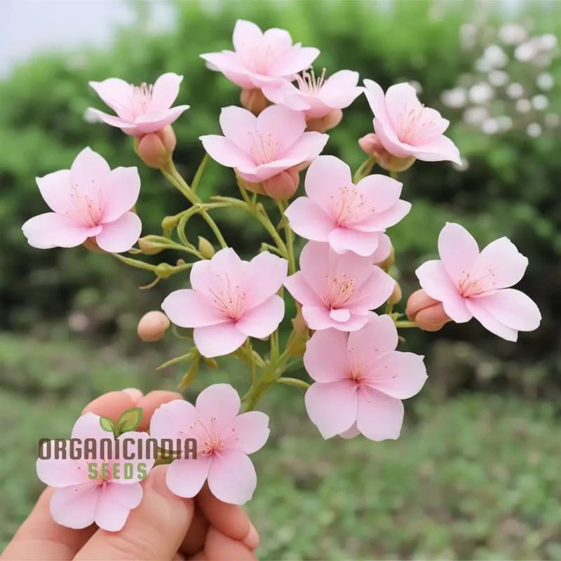 Baby Pink Yulan Flower Seeds for Planting