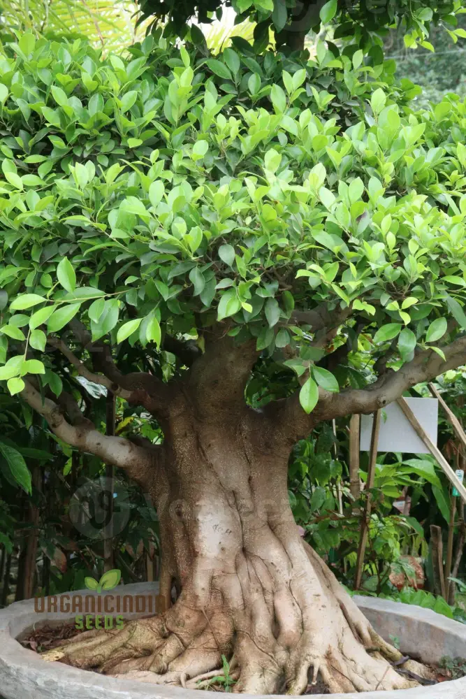 Green Bengalensis Tree Seeds – Premium Quality Seeds for Lush Shade Tree Growth