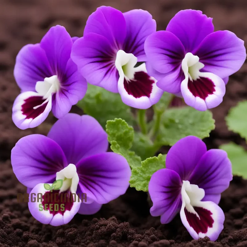 Violet Gloxinia Flower Seeds for Planting Elevate Your Gardening Experience with Exquisite, Bell-shaped Blooms