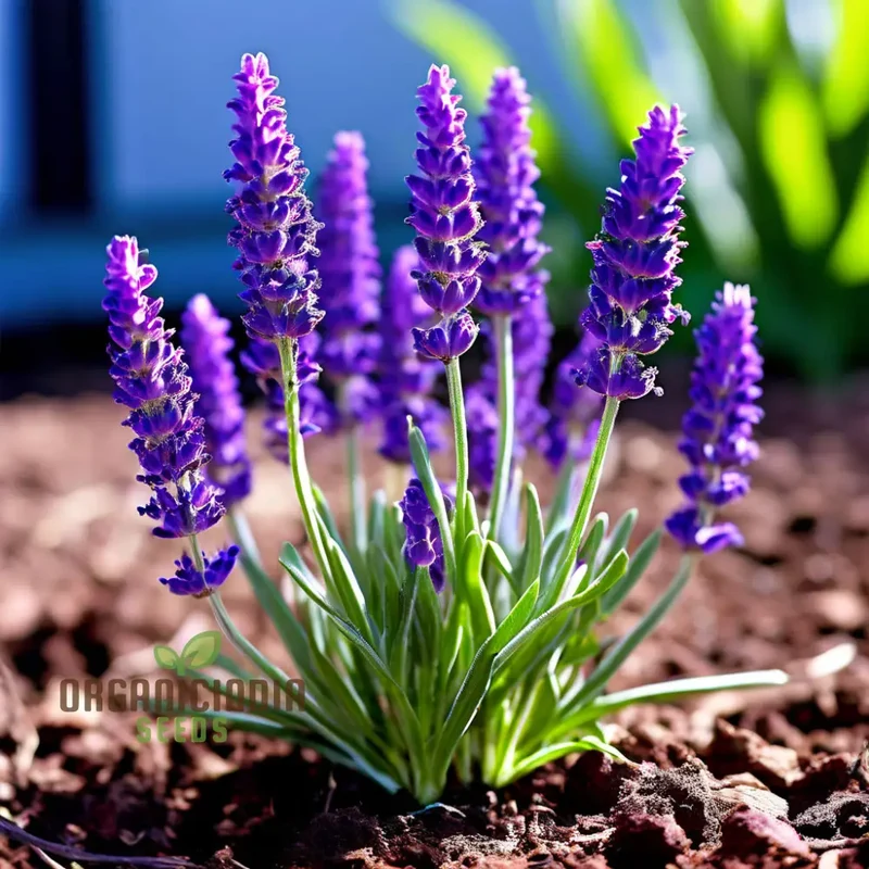 Purple Lavender Seeds – Fragrant Herb for Tranquil Garden & Aromatic Blooms