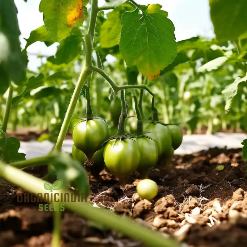 Premium Tomato Seeds, Grow Your Own Delicious Harvest with High-Quality Seeds For Planting