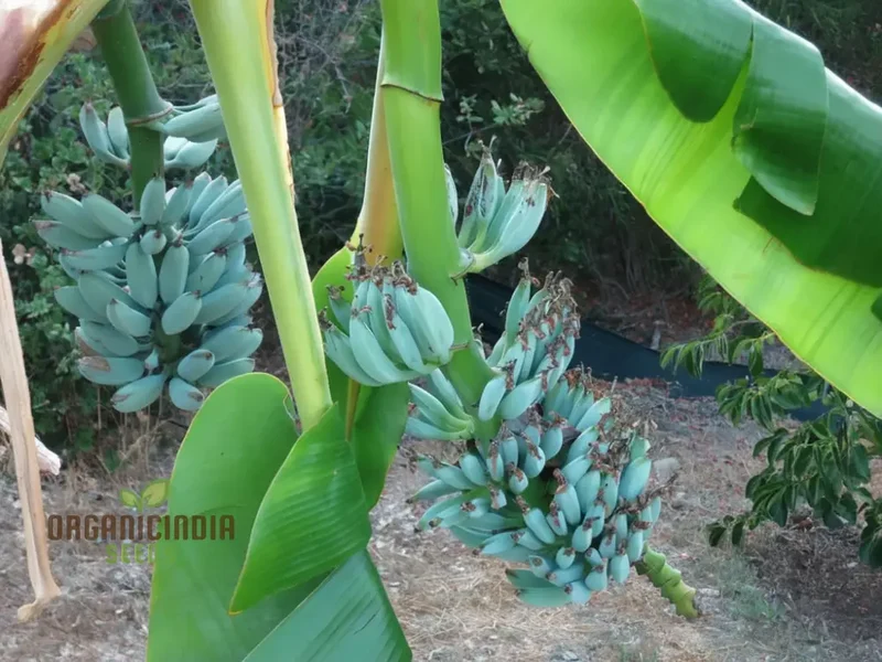Blue Banana Fruit Seeds for Planting, Enhance Your Garden with Exotic Fruit Seeds