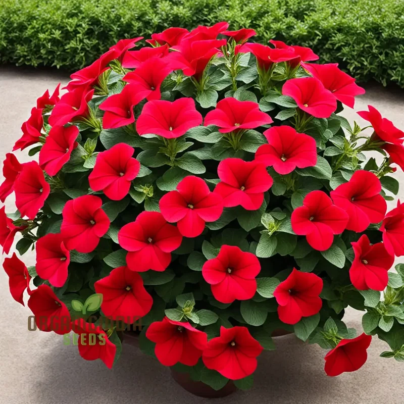 Double Wave Red Petunia Flower Seeds, Add Vibrant Color to Your Garden