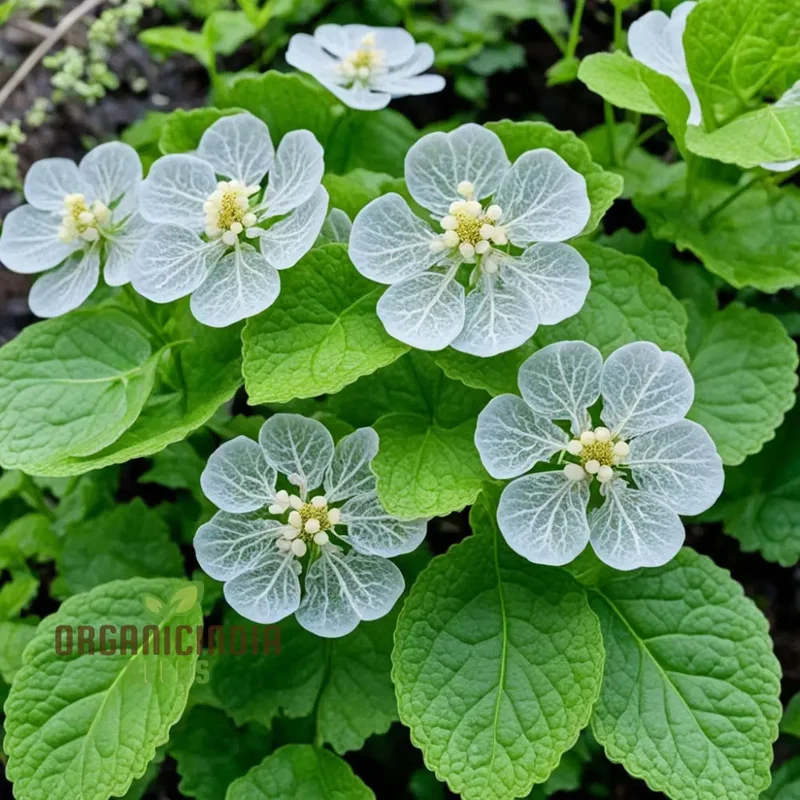 Diphylleia grayi Seeds, Transparent Skeleton Flower Seeds