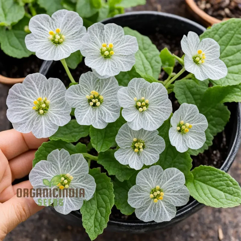 Diphylleia grayi Seeds, Transparent Skeleton Flower Seeds