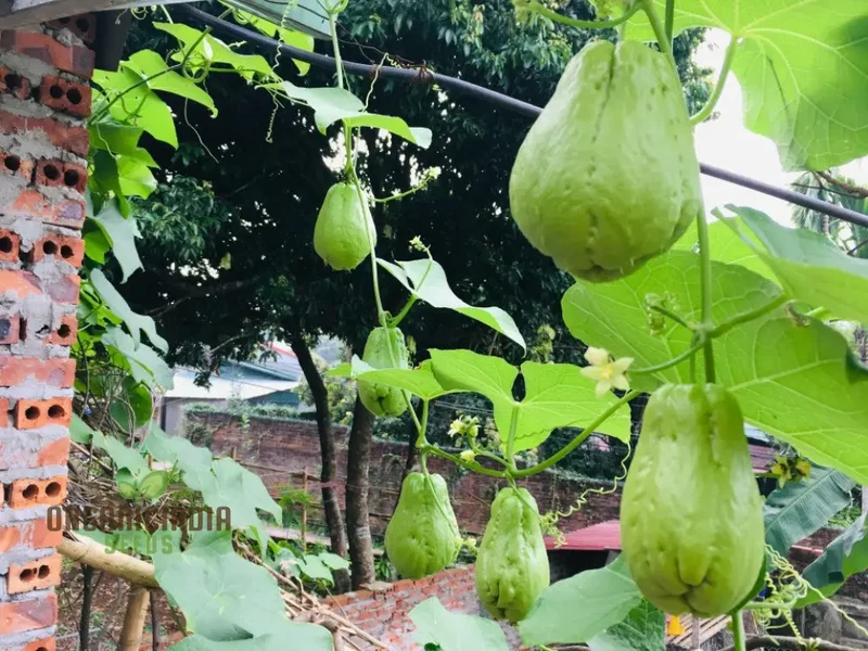 Chayote Seeds for Planting - Enhance Your Garden and Cuisine