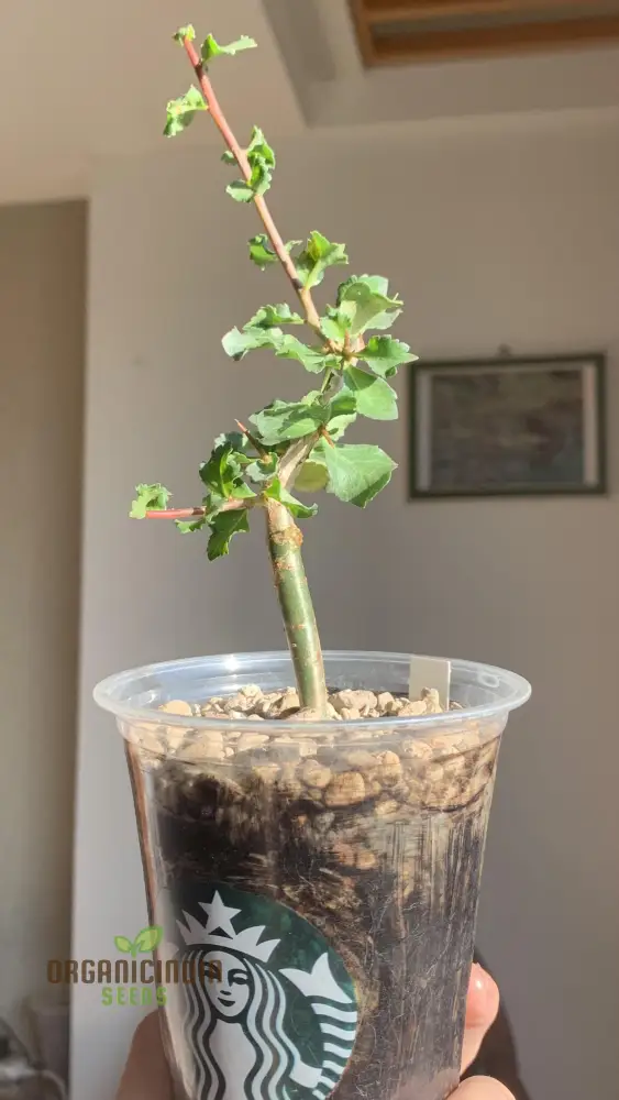 Commiphora Wightii Guggul Myrrh Tree Seeds - Cultivate Your Own Medicinal Oasis