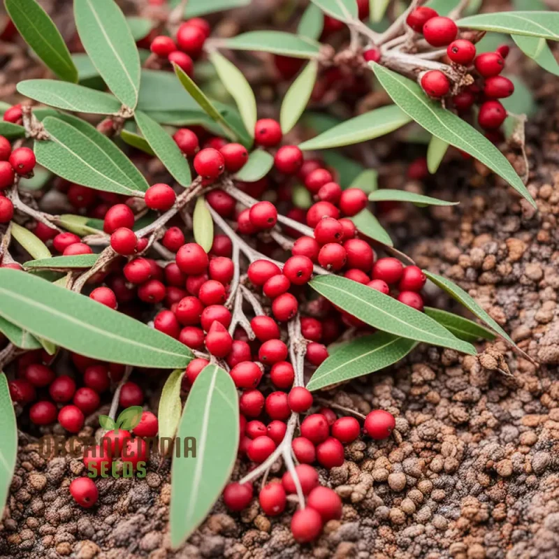 Buffalo Berry Fruit Seed, Cultivate Your Own Native American Delight Berry Planting Seeds