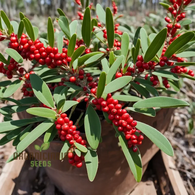 Buffalo Berry Fruit Seed, Cultivate Your Own Native American Delight Berry Planting Seeds