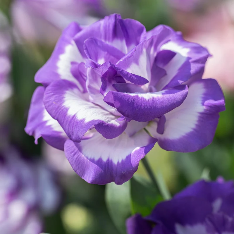 Purple Lisianthus Flower Seeds, Infuse Your Space with Vibrant Hues of Elegance and Sophistication