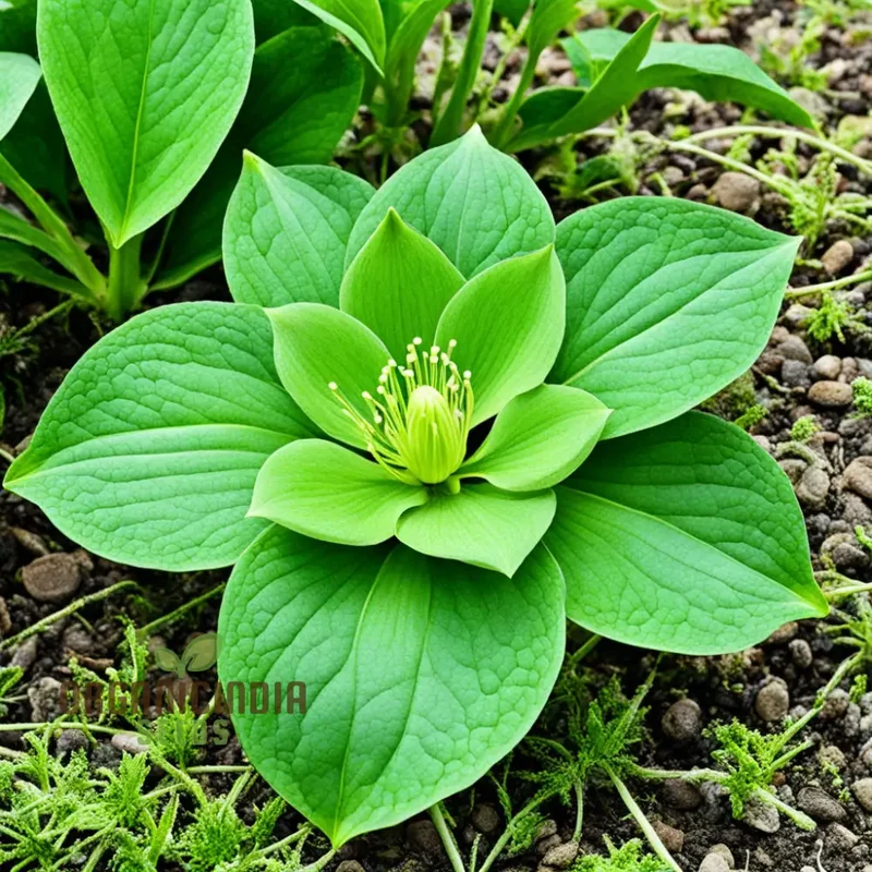 Light Green Hellebore Seeds – Elegant Garden Blooms for Shade Gardens