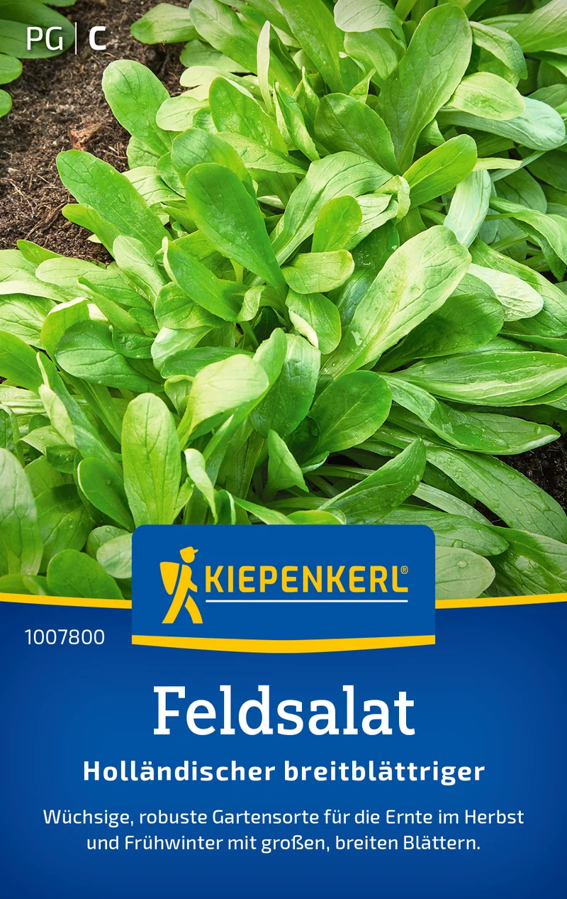 Feldsalat Holländischer breitblättriger Saatgut