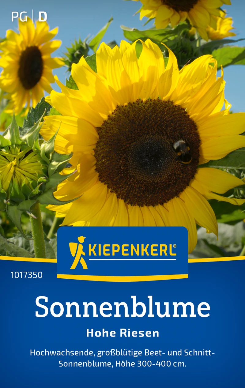 Sonnenblume Hohe Riesen Saatgut