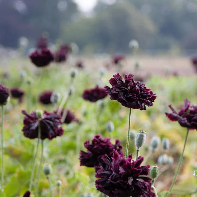 Poppy: Opium Black Paeony Organic Seed