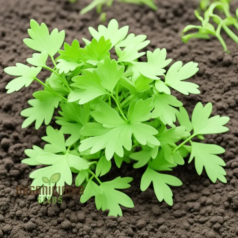 Light Green Lovage Plant Seeds – Premium Herb Seeds for Fresh Aromatic Leaves