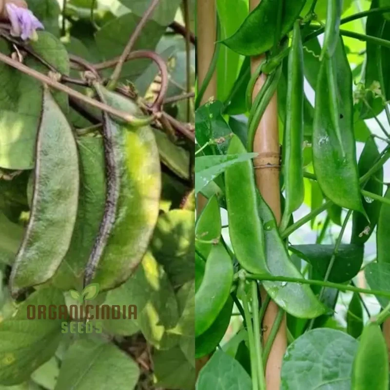 Lima Bean Heirloom, Open Pollinated, Farm And Vegetable Gardening Seeds For Planting