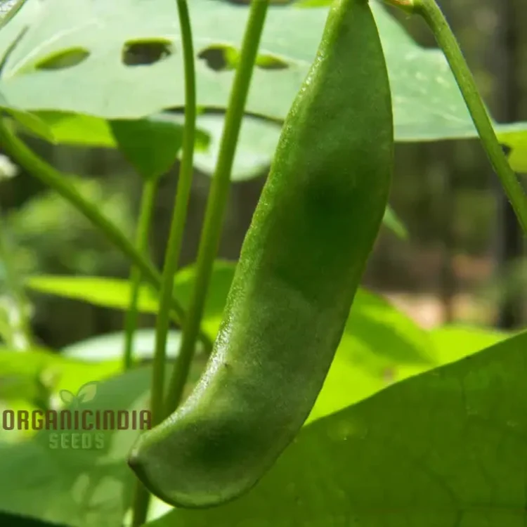 Lima Bean Heirloom, Open Pollinated, Farm And Vegetable Gardening Seeds For Planting