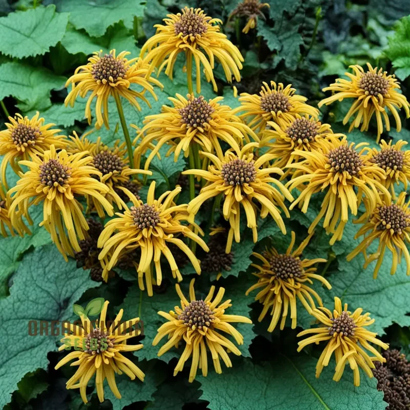 Ligularia Flower Seeds – Bold Eye-Catching Blooms & Lush Foliage for Garden Planting