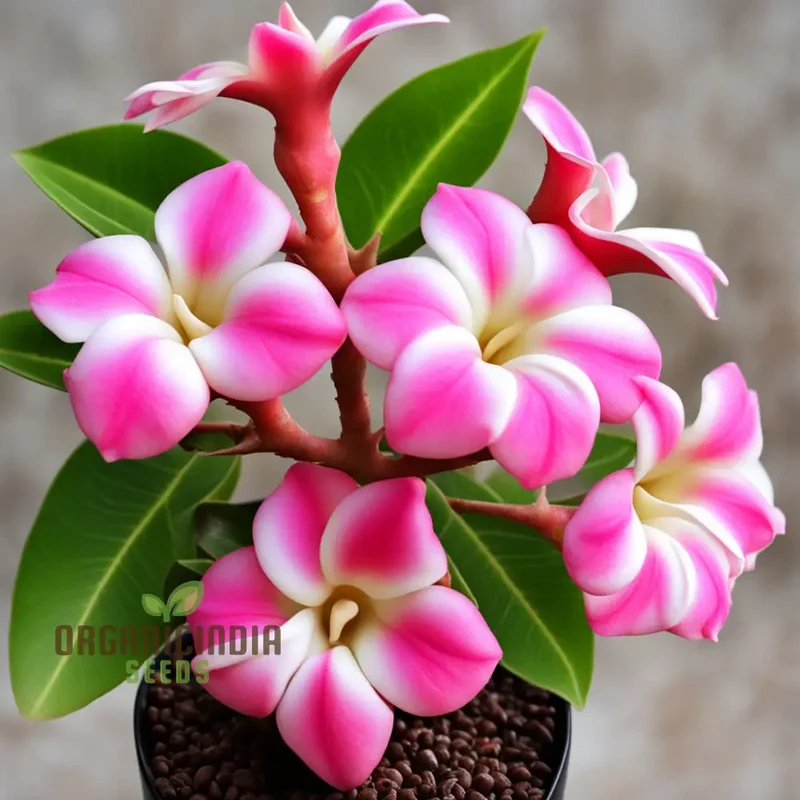 Pink Adenium Obesum Flower Seeds – Stunning Desert Rose Blooms for Pots, Bonsai Displays, Outdoor Gardens & Decorative Landscaping