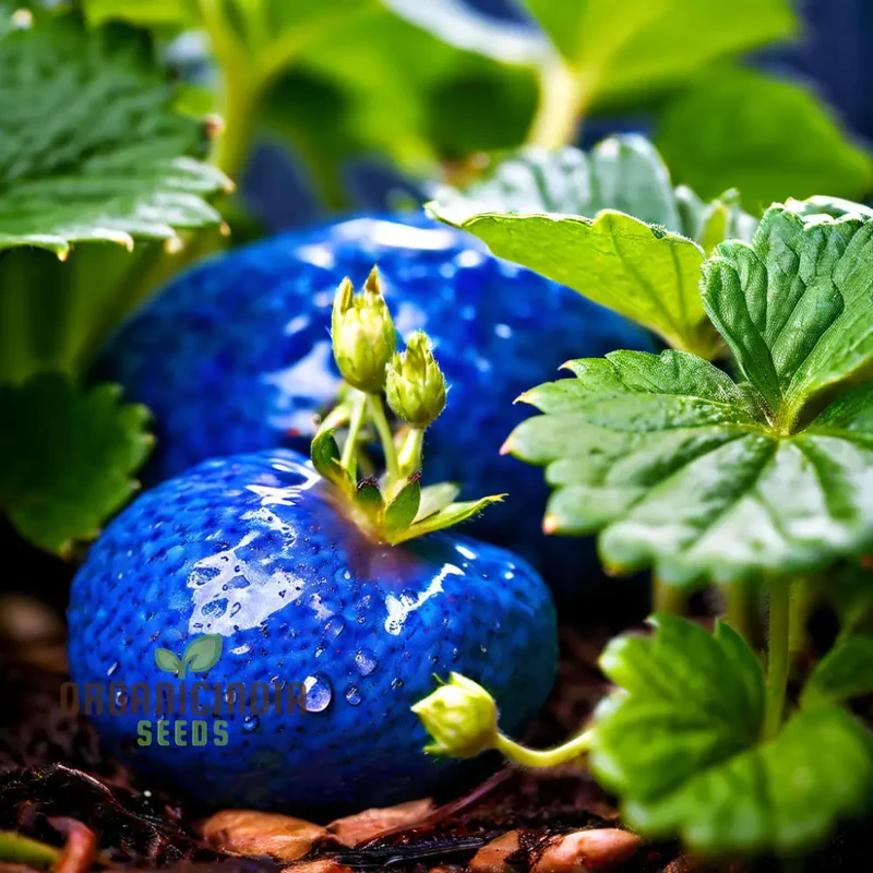Blue Color Strawberry Fruit Seeds for Planting, Enhance Your Gardening Experience with Unique Fruit Seeds