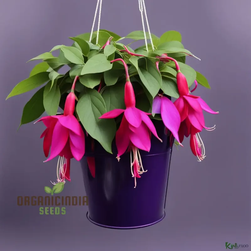 Purple and Red Fuchsia Seeds – Vibrant Hanging Garden Blooms
