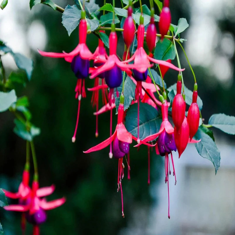 Purple and Red Fuchsia Seeds – Vibrant Hanging Garden Blooms