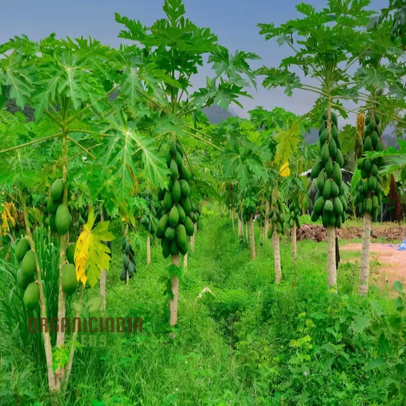 Green Papaya Fruit Seeds for Planting, Cultivate Your Garden with Fresh Exotic Fruit Seeds