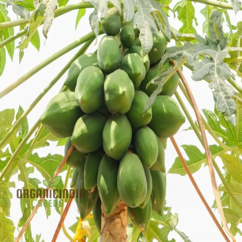 Green Papaya Fruit Seeds for Planting, Cultivate Your Garden with Fresh Exotic Fruit Seeds