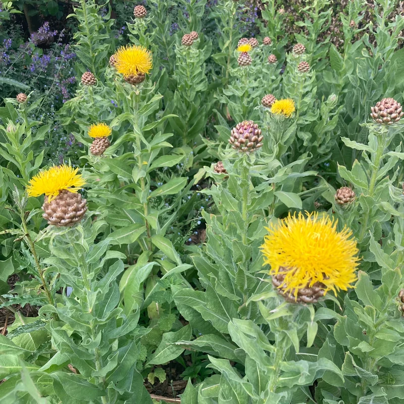 Gelbe Flockenblume