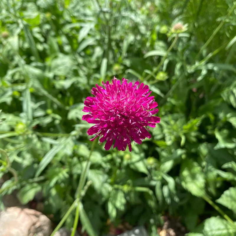 Rote Witwenblume