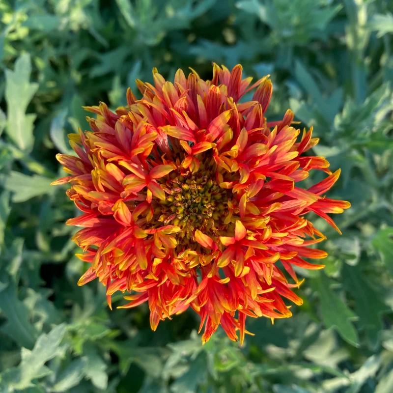 Kokardenblume "Lorenziana"