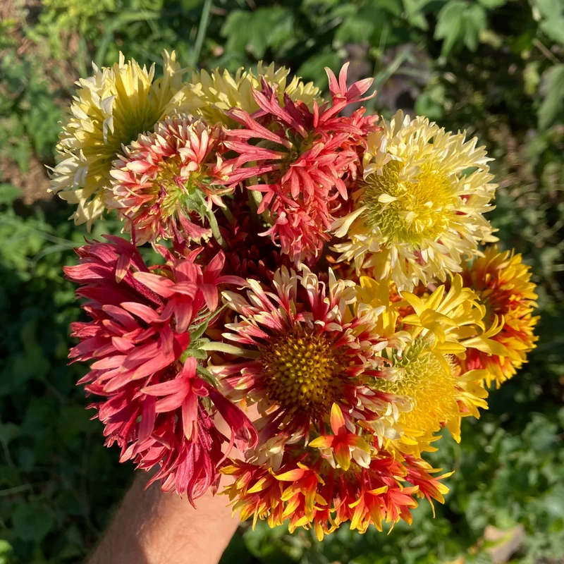 Kokardenblume "Lorenziana"