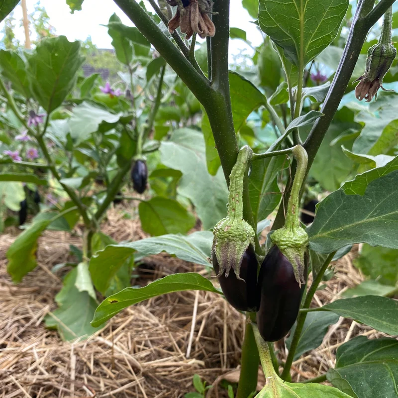 Aubergine "Astrakom"