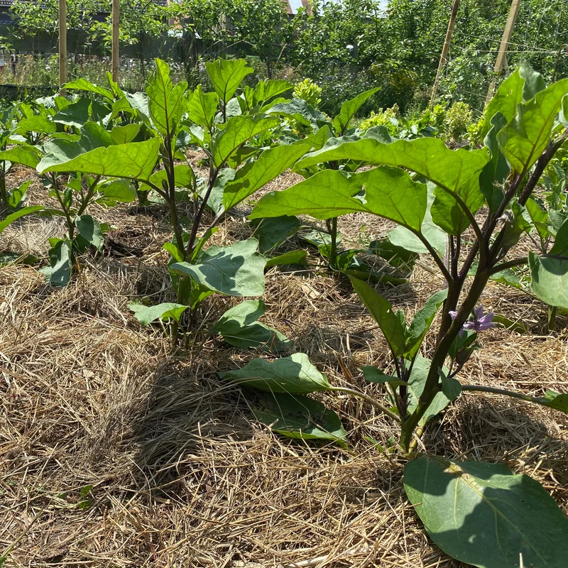 Aubergine "Astrakom"