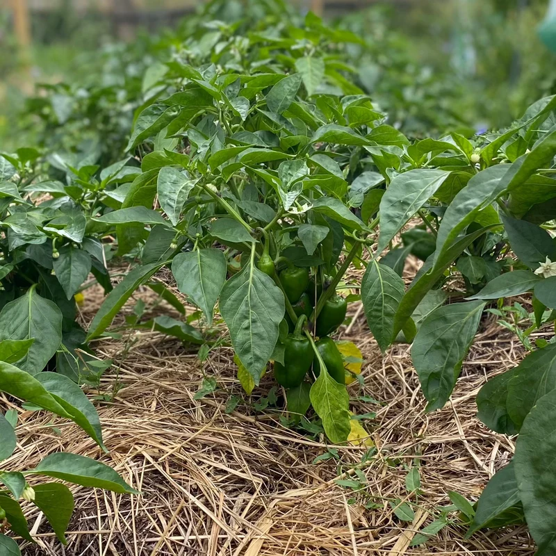 Freiland-Snackpaprika (Grex / Population)