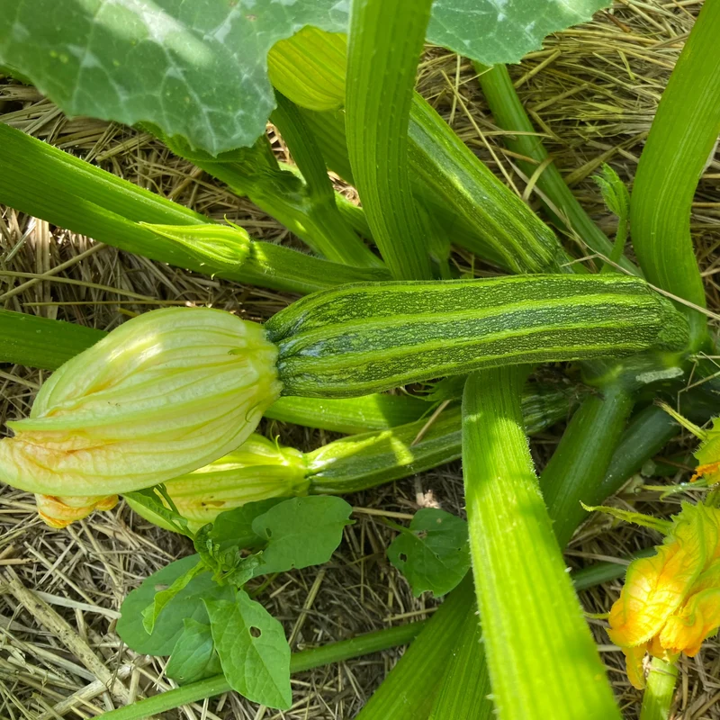 Zucchini Grün (Grex / Population)
