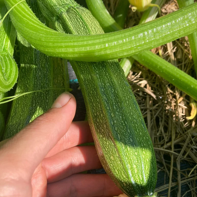 Zucchini Grün (Grex / Population)