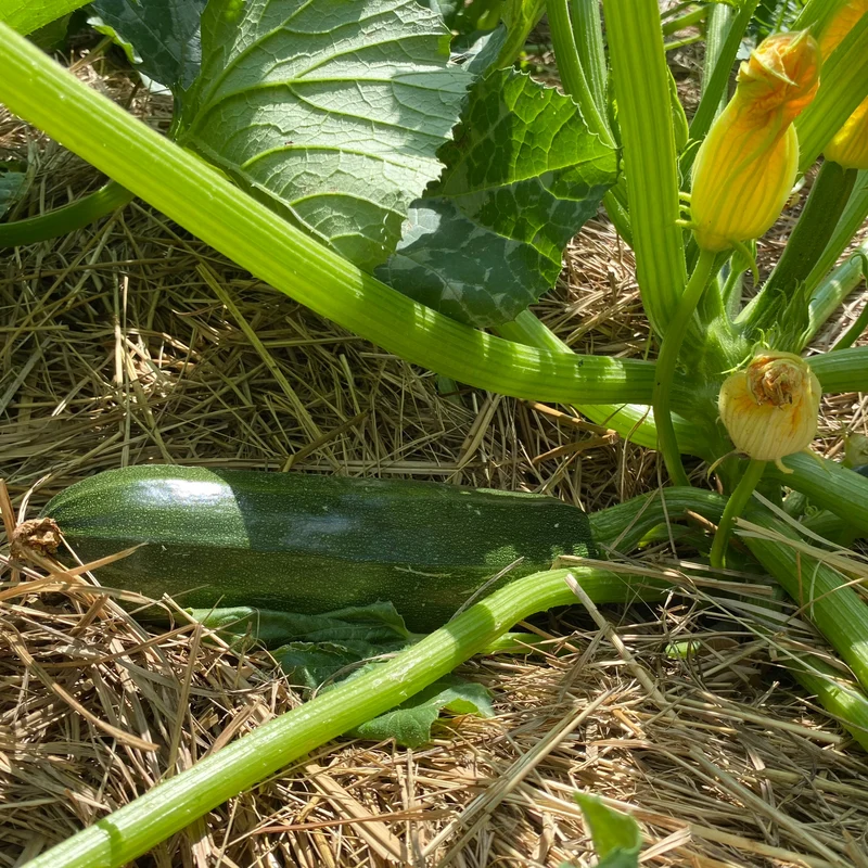 Zucchini Grün (Grex / Population)